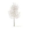 American Elm with Snow 3D Model 6.2m (10046) - Image 3