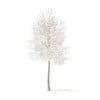 American Elm with Snow 3D Model 6.2m (10046) - Image 5