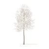 Trees 3D Models Collection - Volume 100 - Image 47