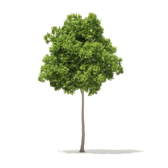 American Elm 3D Model 7m