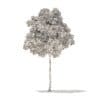 American Elm 3D Model 7m (10047) - Image 2