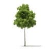 American Elm 3D Model 7m (10047) - Image 3