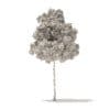 American Elm 3D Model 7m (10047) - Image 4