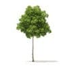 American Elm 3D Model 7m (10047) - Image 5