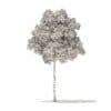 American Elm 3D Model 7m (10047) - Image 6
