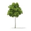 Trees 3D Models Collection - Volume 100 - Image 48