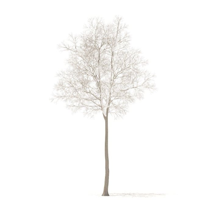 American Elm with Snow 3D Model 7m