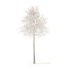 American Elm with Snow 3D Model 7m (10048) - Image 3