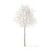 American Elm with Snow 3D Model 7m (10048) - Image 5