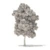 American Elm 3D Model 8.5m (10049) - Image 2