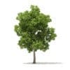 American Elm 3D Model 8.5m (10049) - Image 3