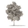 American Elm 3D Model 8.5m (10049) - Image 4