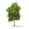 American Elm 3D Model 8.5m (10049) - Image 5