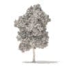 American Elm 3D Model 8.5m (10049) - Image 6