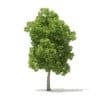 Trees 3D Models Collection - Volume 100 - Image 50