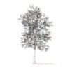 American Elm with Snow 3D Model 8.5m (10050) - Image 2