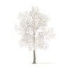 American Elm with Snow 3D Model 8.5m (10050) - Image 3