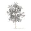 American Elm with Snow 3D Model 8.5m (10050) - Image 4