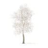 American Elm with Snow 3D Model 8.5m (10050) - Image 5