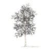 American Elm with Snow 3D Model 8.5m (10050) - Image 6