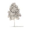 River Birch 3D Model 3.2m (10051) - Image 2