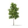 River Birch 3D Model 3.2m (10051) - Image 3