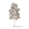River Birch 3D Model 3.2m (10051) - Image 4