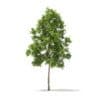 River Birch 3D Model 3.2m (10051) - Image 5