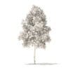 River Birch 3D Model 3.2m (10051) - Image 6