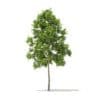 Trees 3D Models Collection - Volume 100 - Image 52