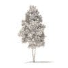 River Birch 3D Model 4.9m (10053) - Image 2