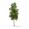 River Birch 3D Model 4.9m (10053) - Image 3
