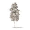 River Birch 3D Model 4.9m (10053) - Image 4