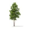 River Birch 3D Model 4.9m (10053) - Image 5