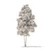 River Birch 3D Model 4.9m (10053) - Image 6