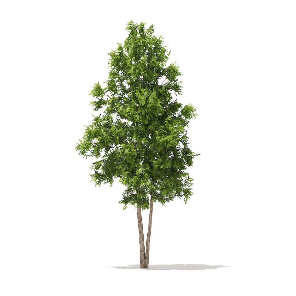 river birch 3d model