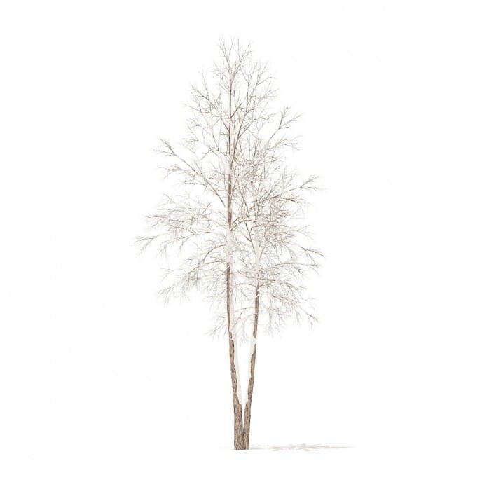 River Birch with Snow 3D Model 4.9m