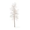 River Birch with Snow 3D Model 4.9m (10054) - Image 3