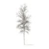 River Birch with Snow 3D Model 4.9m (10054) - Image 4
