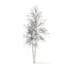River Birch with Snow 3D Model 4.9m (10054) - Image 6