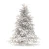 Spruce Tree 3D Model