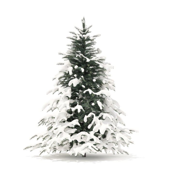 Spruce Tree with Snow 3D Model