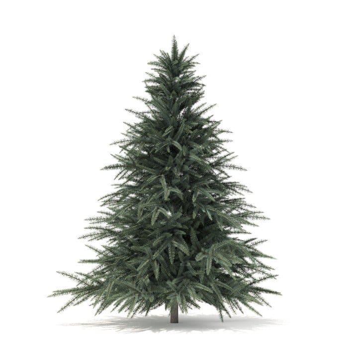 Spruce Tree 3D Model 1.6m (9803)
