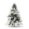 Spruce Tree with Snow 3D Model 1.6m (9804) - Image 7