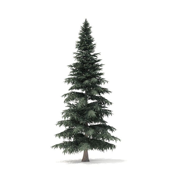 Spruce Tree 3D Model 8m (9813)