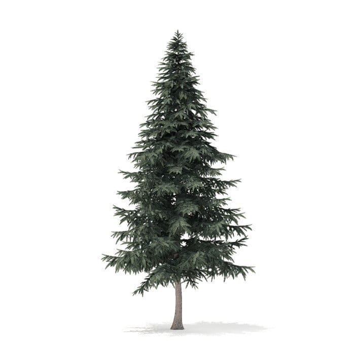 Spruce Tree 3D Model 7.8m (9815)