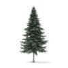 Spruce Tree 3D Model 7.8m (9815) - Image 3