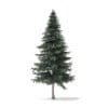 Spruce Tree 3D Model 7.8m (9815) - Image 5