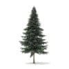 Spruce Tree 3D Model 7.8m (9815) - Image 7