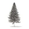 Spruce Tree with Snow 3D Model 7.8m (9816) - Image 8